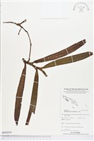 登錄號:BS03676藏品圖，第1張