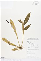 登錄號:BS03677藏品圖，第1張