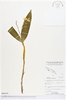 登錄號:BS03678藏品圖，第1張