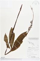 登錄號:BS03679藏品圖，第1張