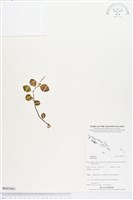 登錄號:BS03681藏品圖，第1張
