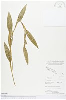 登錄號:BS03682藏品圖，第1張