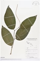 登錄號:BS03684藏品圖，第1張