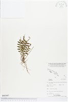 登錄號:BS03687藏品圖，第1張