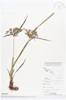 多脈莎草藏品圖，第1張