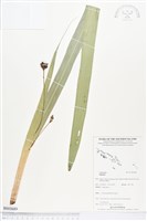 登錄號:BS03689藏品圖，第1張