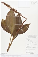 登錄號:BS03691藏品圖，第1張