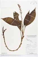 登錄號:BS03691藏品圖，第2張