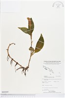 登錄號:BS03692藏品圖，第1張