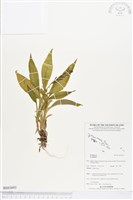 登錄號:BS03693藏品圖，第1張