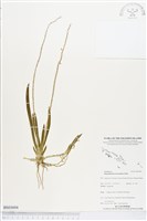 登錄號:BS03694藏品圖，第1張