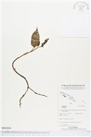 登錄號:BS03696藏品圖，第1張