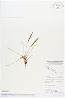 登錄號:BS03702藏品圖，第1張