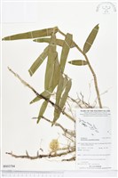 登錄號:BS03704藏品圖，第1張