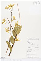 登錄號:BS03705藏品圖，第1張