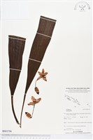 登錄號:BS03706藏品圖，第1張