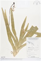 登錄號:BS03708藏品圖，第1張