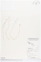 登錄號:BS03709藏品圖，第1張