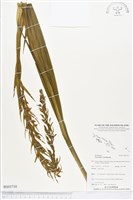 三蕊蘭藏品圖，第1張