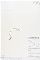 登錄號:BS03711藏品圖，第1張