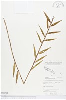 登錄號:BS03712藏品圖，第1張