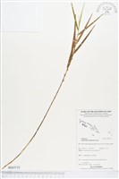 登錄號:BS03713藏品圖，第1張