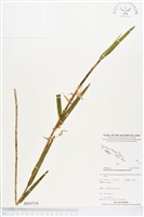 登錄號:BS03714藏品圖，第1張