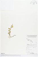 登錄號:BS03715藏品圖，第1張