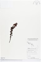 深山紫蘭藏品圖，第1張