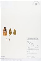 登錄號:BS03717藏品圖，第1張