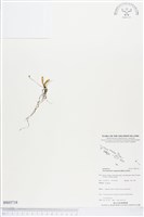 登錄號:BS03718藏品圖，第1張