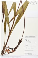 登錄號:BS03721藏品圖，第1張