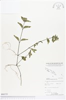 賽山藍藏品圖，第1張