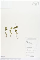 草胡椒藏品圖，第1張