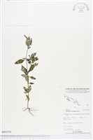 蔓鴨舌黃舅藏品圖，第1張