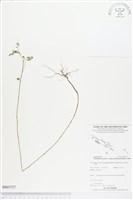 光果葉下珠藏品圖，第1張