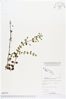 黃花過長沙舅藏品圖，第1張