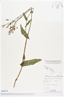 紫背草藏品圖，第1張