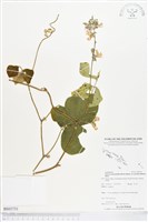 爪哇葛藤藏品圖，第1張