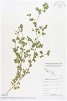 變葉山螞蝗藏品圖，第1張