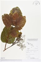 登錄號:BS03733藏品圖，第1張