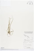 登錄號:BS03735藏品圖，第1張