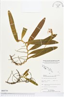 登錄號:BS03736藏品圖，第1張