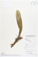 登錄號:BS03737藏品圖，第1張