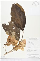 登錄號:BS03739藏品圖，第1張