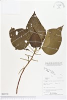 登錄號:BS03740藏品圖，第1張