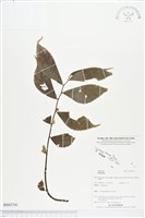 登錄號:BS03741藏品圖，第1張