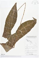 登錄號:BS03744藏品圖，第1張