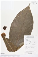 登錄號:BS03745藏品圖，第1張