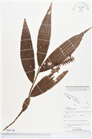 登錄號:BS03746藏品圖，第1張